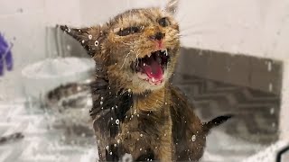 Giving My Stray Pregnant Cat a Flea Bath