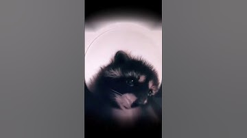 Когда ВПР в Эксель сработал с первой попытки 😏 #excel #енотпедро #memes #эксель #excelобучение