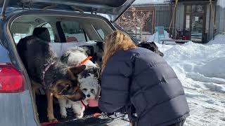 Watch a 15 year old teaching 4 dogs to be respectful getting out of the car.
