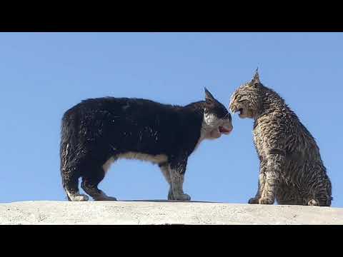 Cats hiss and growl at each other