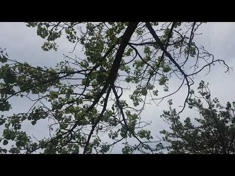 ნისკარტში ჭია უჭირავს და მაინც ჭიკჭიკებს