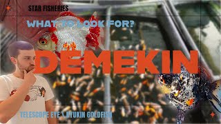 VERY HIGH QUALITY Demekin Goldfish | Selecting Demekin @StarFisheriesUK