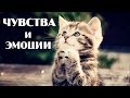 Котики! Изучаем ЧУВСТВА и ЭМОЦИИ в английском языке