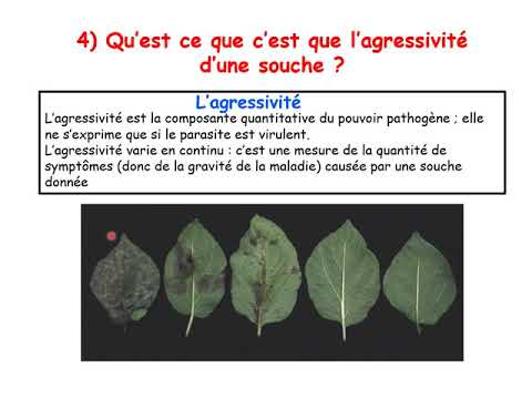 Vidéo: Les Niveaux D'expression Des Gènes Cibles Et La Compétition Entre Les MicroARN Transfectés Et Endogènes Sont De Puissants Facteurs De Confusion Dans Les Expériences De MicroAR