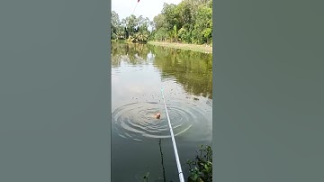 Test Cần Mới Câu Cá Diêu Hồng #Shorts