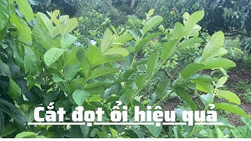 #123 Cách bấm đọt ổi đối với những cành không mang trái | Thanh Bình Farm