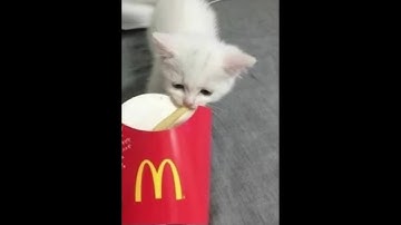 220 bpm death streams