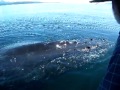 Humpback Whale Visits our Boat in SE Alaska!!!