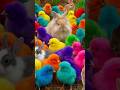 Tangkap Ayam Lucu, ayam warna warni, ayam rainbow, kelinci lucu, bebek lucu, ikan koi, Hewan Lucu