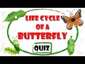 Life Cycle of a Butterfly Quiz with Animated Explanation