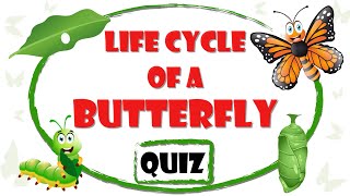 Life Cycle of a Butterfly Quiz with Animated Explanation
