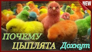 Брудер из коробки!!! Почему дохнут цыплята. Причина гибели суточных цыплят и перепелят.