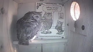 The Jollyville Screech Owl House Live Stream