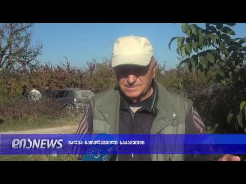 ვაშლის ბაღების გაკაფვას და მარიხუანას გაშენებას გვაიძულებენ-ნათელაშვილი 17.10.2018