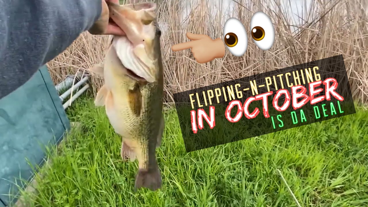 The one technique you need in October to catch big bass (Bank fishing)