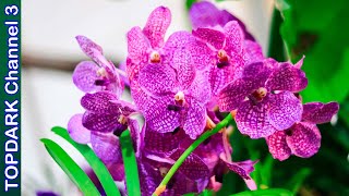 10 Hermosas  Variedades de Orquideas Vanda