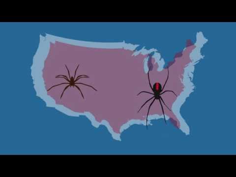 Video: Vad är Arachnophobia