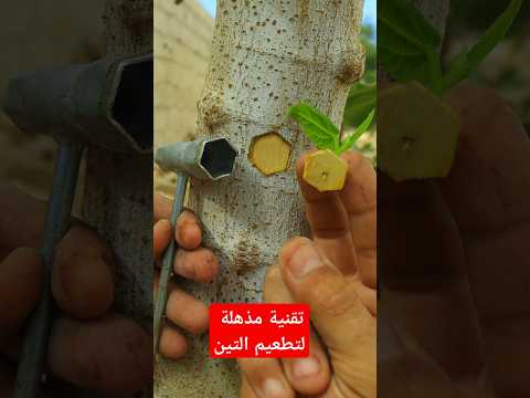 بدون نسبة فشل  تطعيم التين فى الربيع اا    