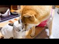 保護子猫リノ　柴犬ママに甘える事を覚えた子猫♡