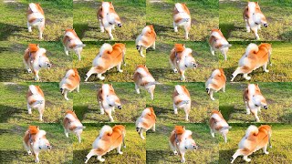 Extend Shibe's cool kick after the mission by 3 hours by 柴犬らんまる 41,390 views 1 day ago 3 hours