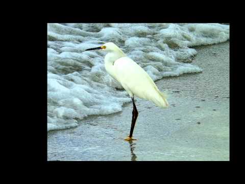 Beach Birds