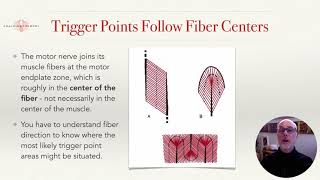 04 CTB Overview -  Muscle Fiber Directions