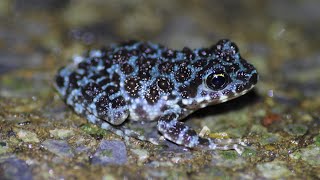 岸本ウラチ オキナワイシカワガエル I found a blue Ishikawa frog in the mountains of Okinawa