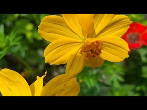 Video: Plantversorging, Natmaak, Bad, Seepbaddens, Tuintjie-alfabet - 4