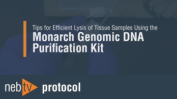 Tips for Efficient Lysis of Tissue Samples Using the Monarch Genomic DNA Purification Kit