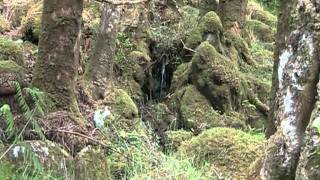 Video thumbnail of "A Faeries secret hidden shower"