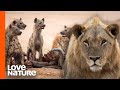 Lone Lion Faces Down 9 Hyenas to Defend The Pride’s Kill | Love Nature