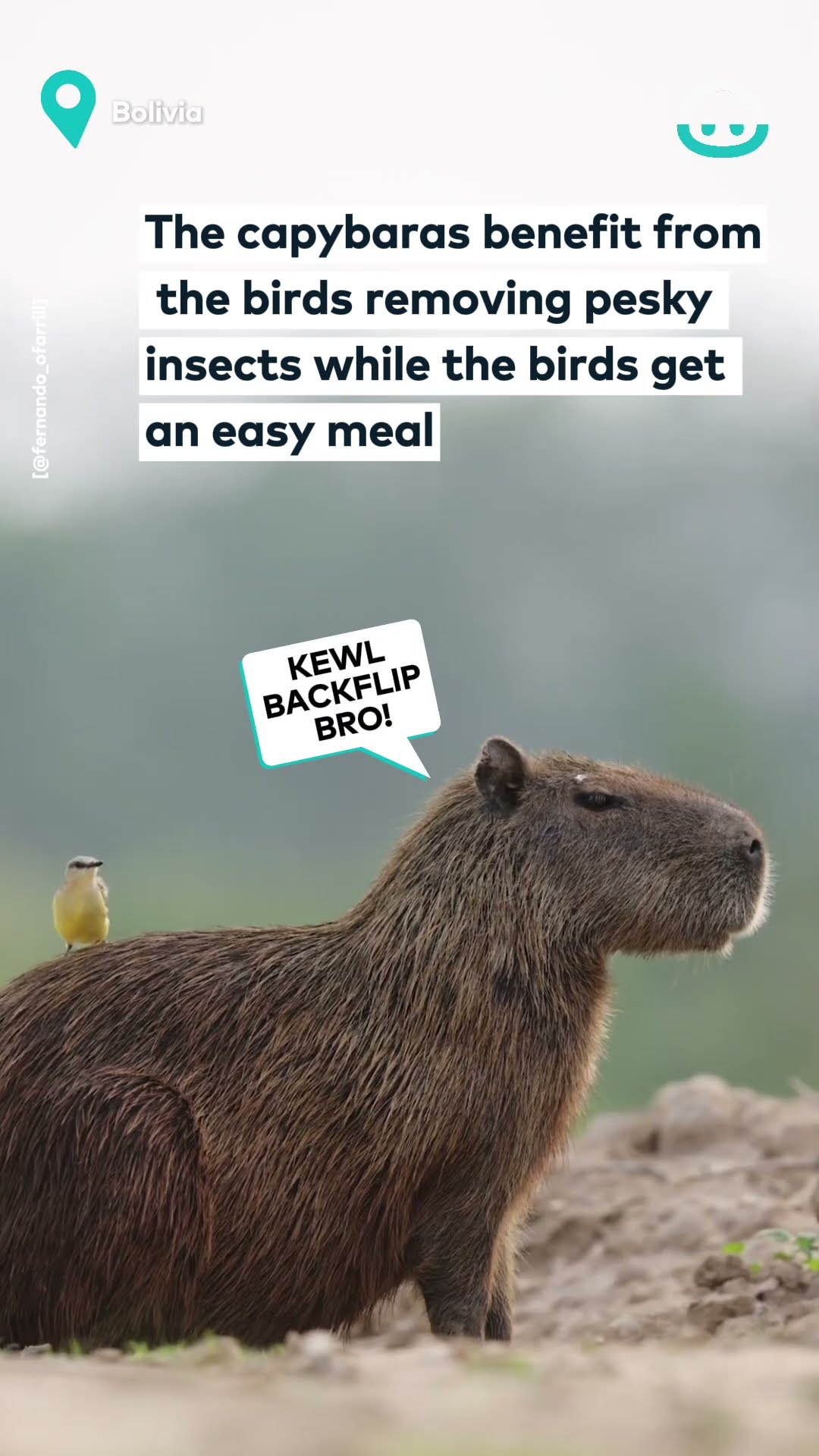 Birds Use Capybaras To Catch Bugs || ViralHog