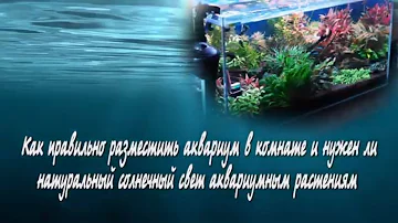 Как правильно разместить аквариум в комнате и нужен ли солнечный свет аквариумным растениям