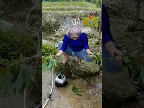 JANDA IDAMAN JANDA DESA Sawah Jandaidaman