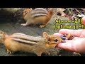 세마리 아기 다람쥐들 먹이 주다 물림 Accidentally Bitten While Feeding Three Baby Chipmunks