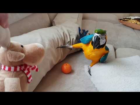 Video: Kāpēc Papagaiļi Saka