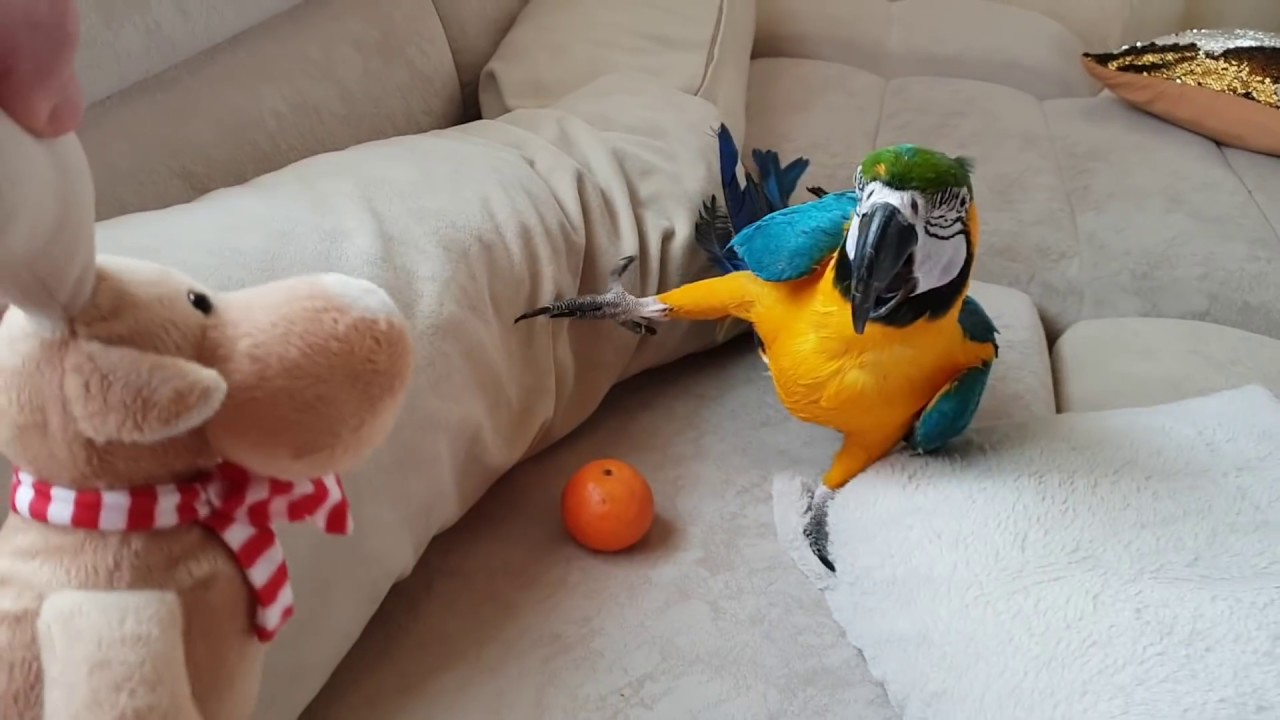 Говорящий попугай Ара - злится. Ара разговаривает , бегает по дивану и ест печенье!
