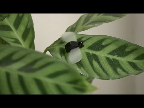 Video: Zaujímavé O Izbových Rastlinách. Časť 1