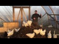 The Right Ingredients For a Chicken Compost