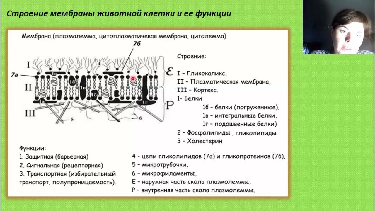 Функция клеточной мембраны в животной клетке кратко. Мембранные структуры клетки егэ. строение мембранные структуры клетки для егэ. строение мембраны егэ биология. клеточная мембрана егэ.