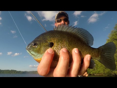 Summer Bluegills 