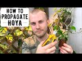 How To Propagate Hoya