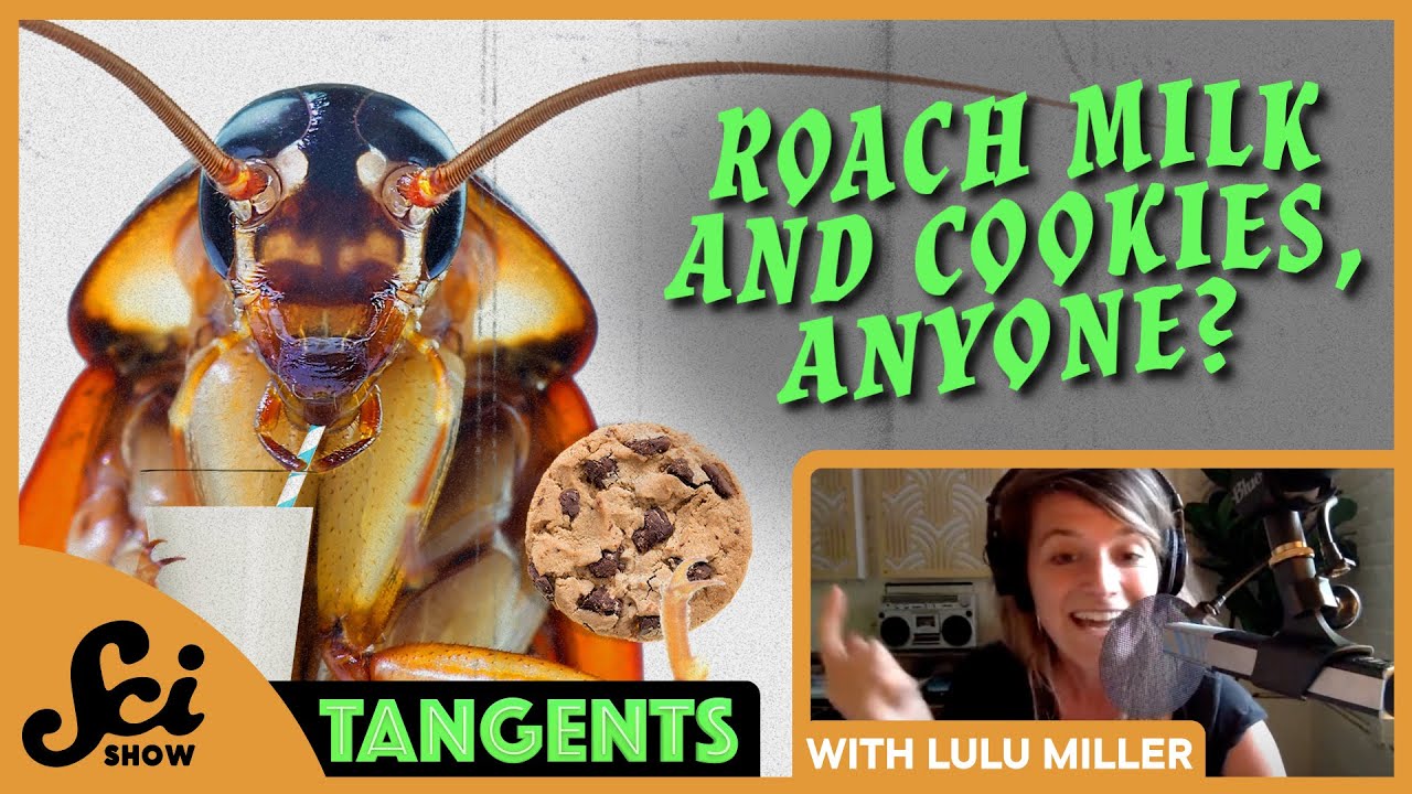 Creepy Crawlies with Lulu Miller – Trick or Treat Month | SciShow Tangents Podcast