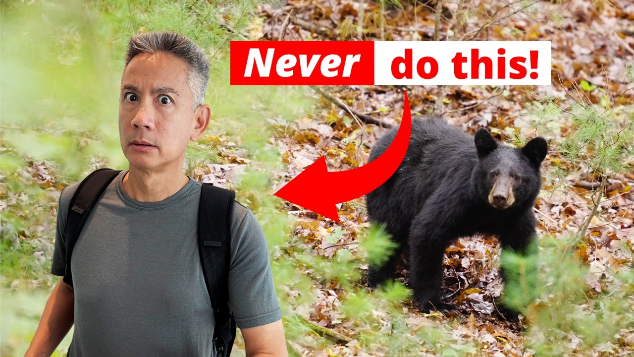 «Медвежий кризис» в Японии: что должен знать каждый путешественник!