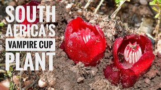 Vampire Cup Plants (South Africa Ep. 6)
