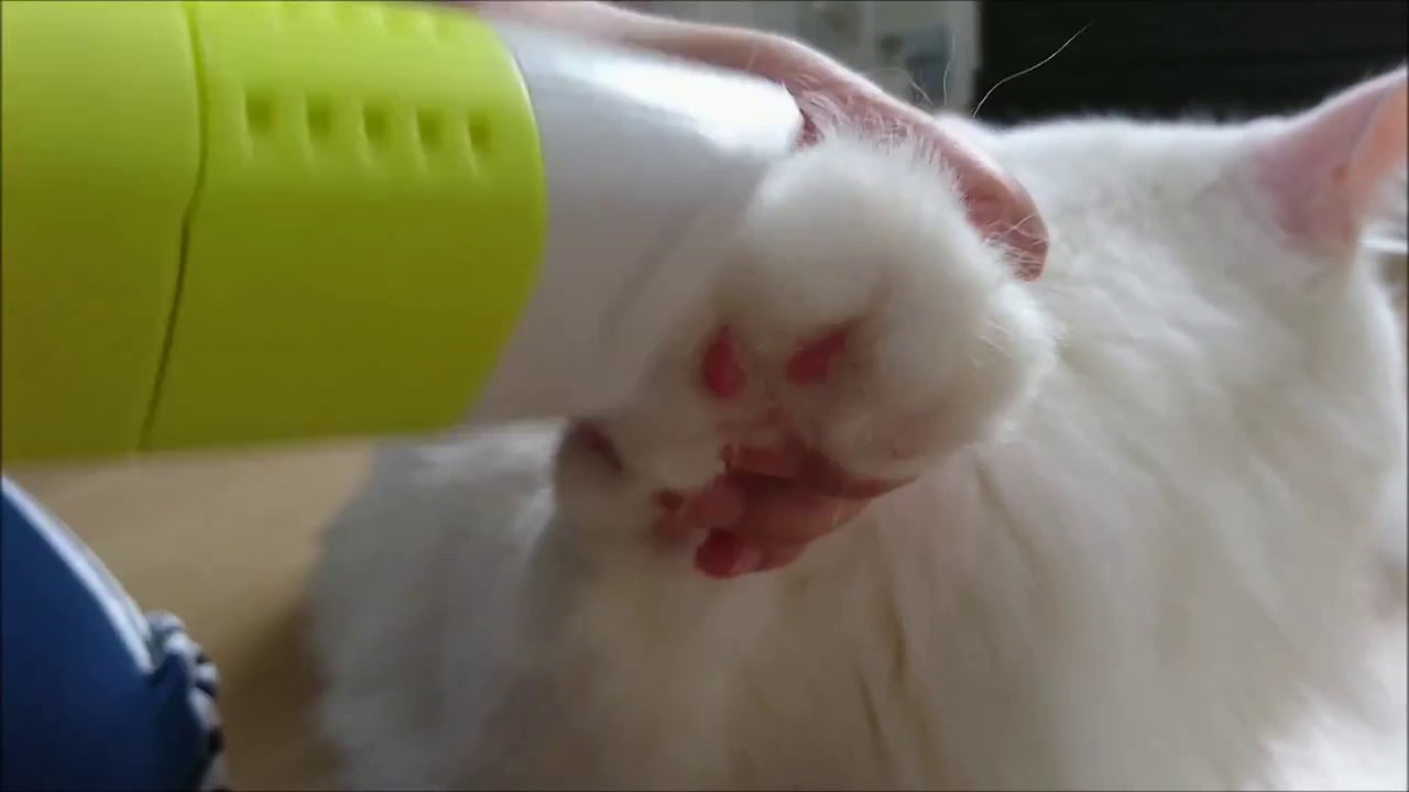 猫の爪切りと足裏毛カット Youtube