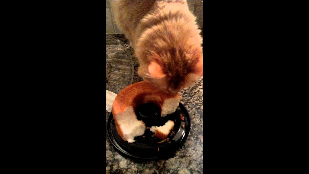 Pig eating cake YouTube