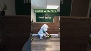 How to Pick the Right Grass Patch Size