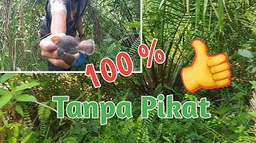 mikat prenjak tanpa pikat, hanya menggunakan mp3