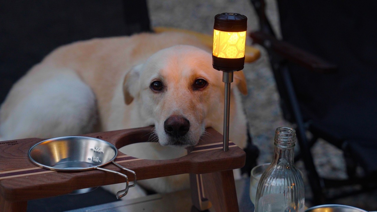 Лесной кемпинг с моей собакой 🌲тихий день, полный птиц, насекомых и уютной ночной атмосферы